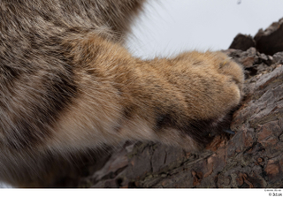 Wildcat Felis silvestris leg paw 0002.jpg